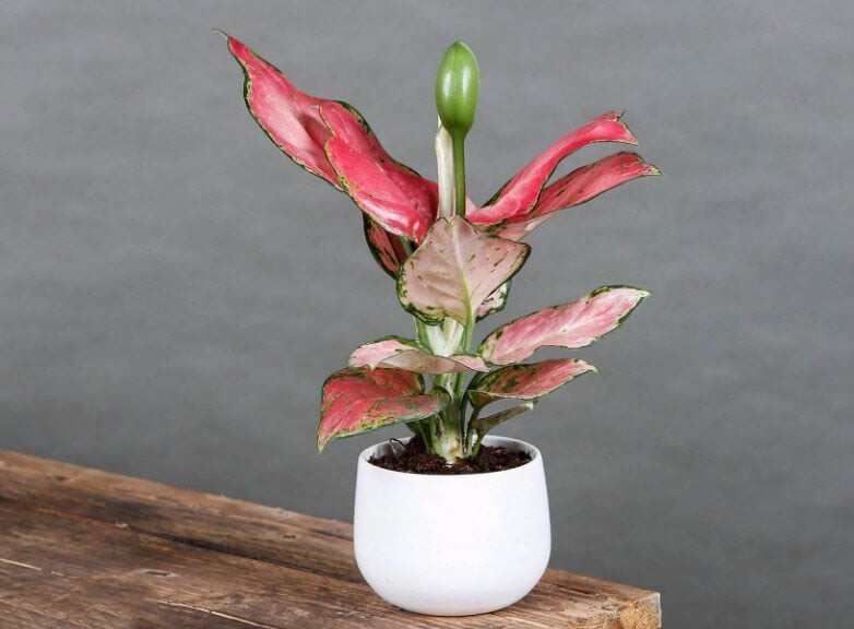 Cây Vạn Lộc nổi bật với sắc đỏ hồng tươi mới, rực rỡ, phù hợp với những gia chủ thuộc mệnh Hỏa.