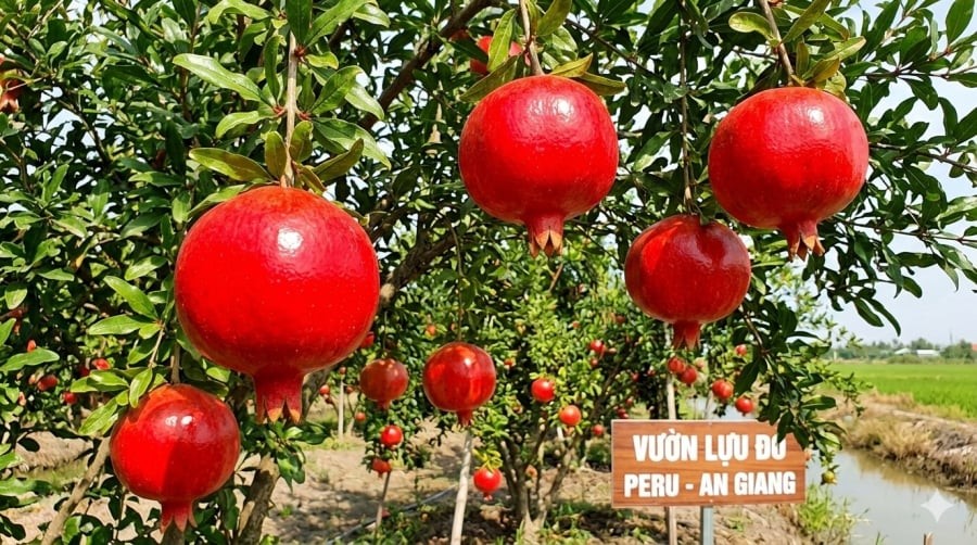 Lựu đỏ Peru trồng tại An Giang có trái to, vỏ đỏ đẹp, trọng lượng có thể đạt 500–800 gram mỗi quả.