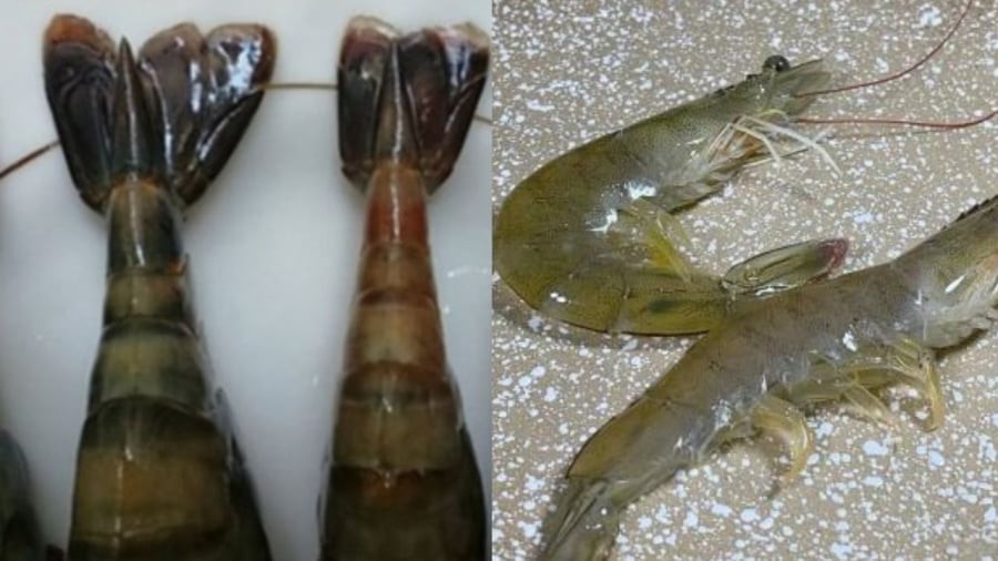 Nhìn vào phần đuôi tôm, bạn có thể đánh giá được độ tươi ngon của chúng.