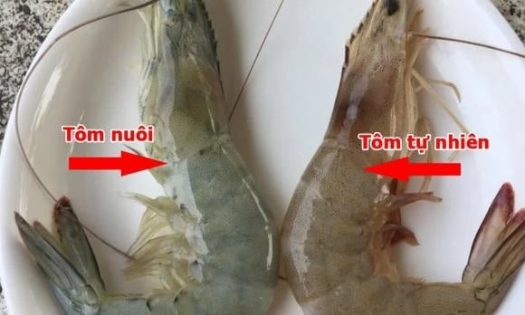 Tôm tự nhiên thường có hình dáng khác biệt so với tôm nuôi.

