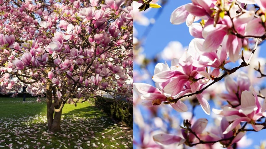 Cây mộc lan thường ra hoa vào mùa xuân, từ tháng 1 đến tháng 3.