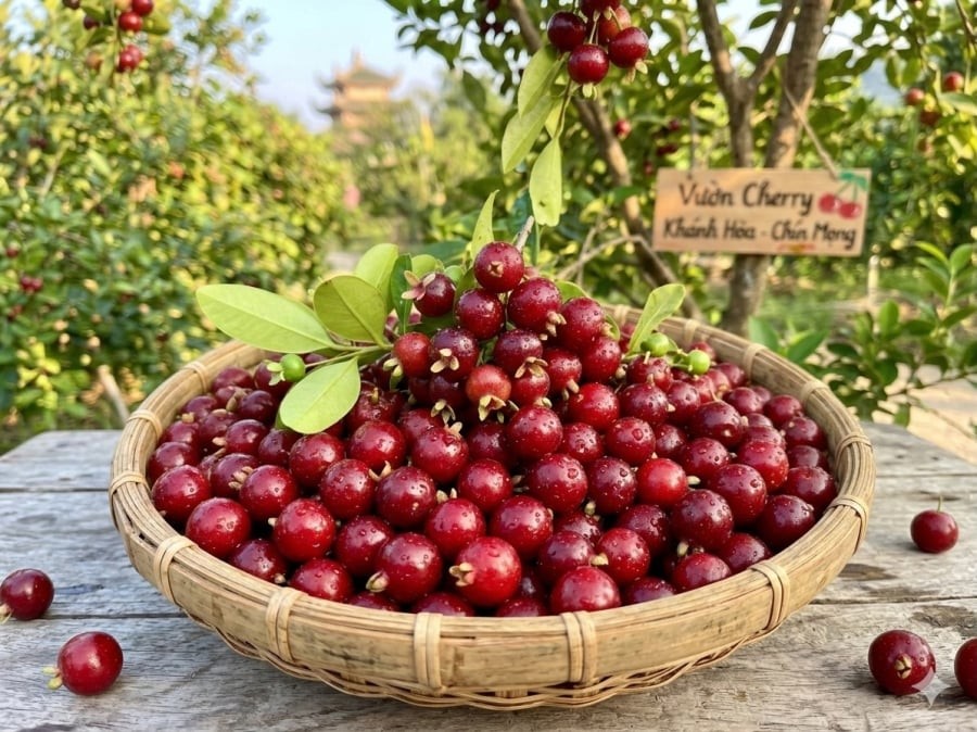 Cherry trồng trong nước hiện có giá khoảng 100.000–200.000 đồng/kg, thấp hơn nhiều so với cherry nhập khẩu.