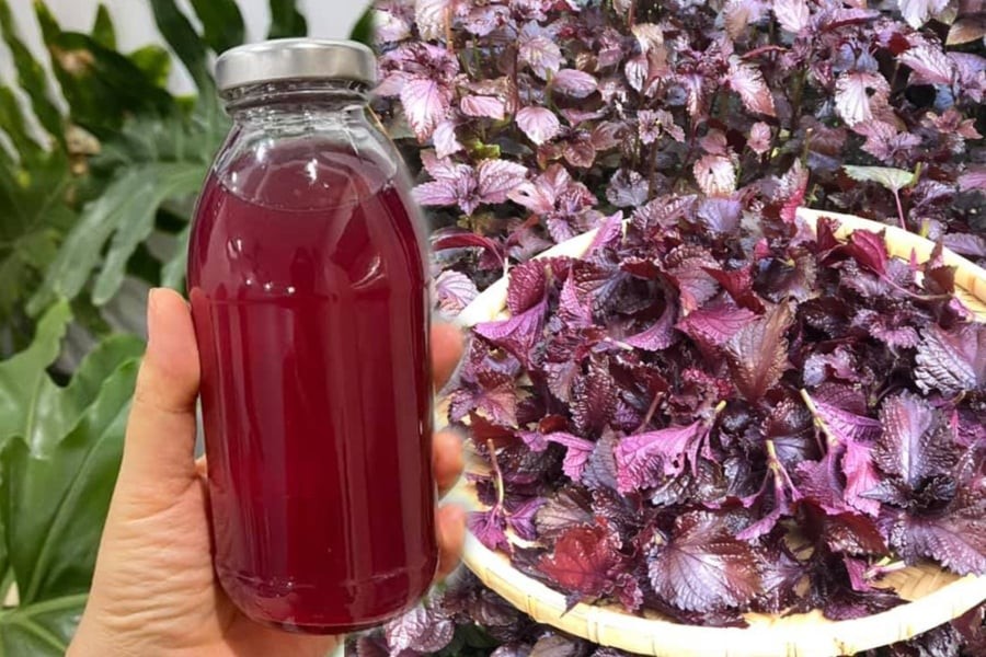 Mẹo nấu lá tía tô uống giải nhiệt, giải độc