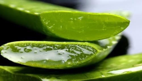 Trong gel lô hội có chứa các hợp chất glycosaminoglycans – nhóm phân tử đường có khả năng liên kết với nước, từ đó giúp da giữ ẩm hiệu quả hơn.
