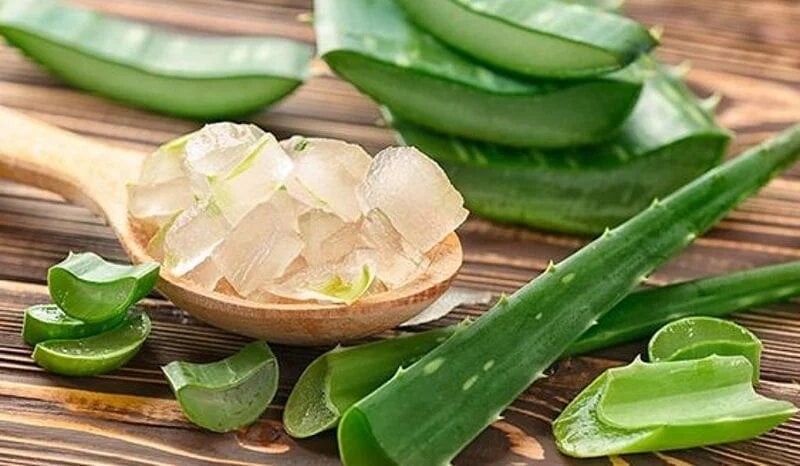 Phần gel của cây chứa khoảng 99,5% là nước cùng hàng chục hợp chất sinh học có lợi cho cơ thể.