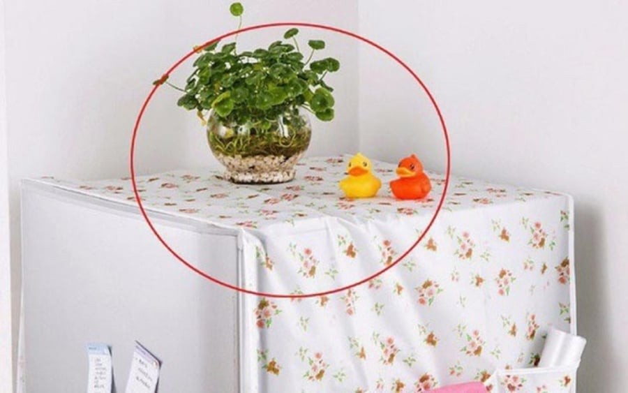 Không nên đặt cây, lọ hoa trên tủ lạnh. (Ảnh minh họa)