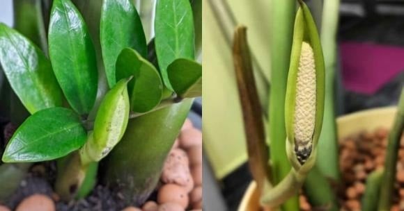 Cây kim tiền là một trong những loại cây phong thủy rất phổ biến trong gia đình và văn phòng. Ngay từ tên gọi, cây đã gợi lên ý nghĩa về sự giàu có, tài lộc và thịnh vượng.