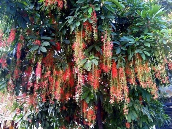 Cây lộc vừng là loại cây thân gỗ, thường rụng lá theo hai thời điểm trong năm là mùa xuân và mùa đông. 