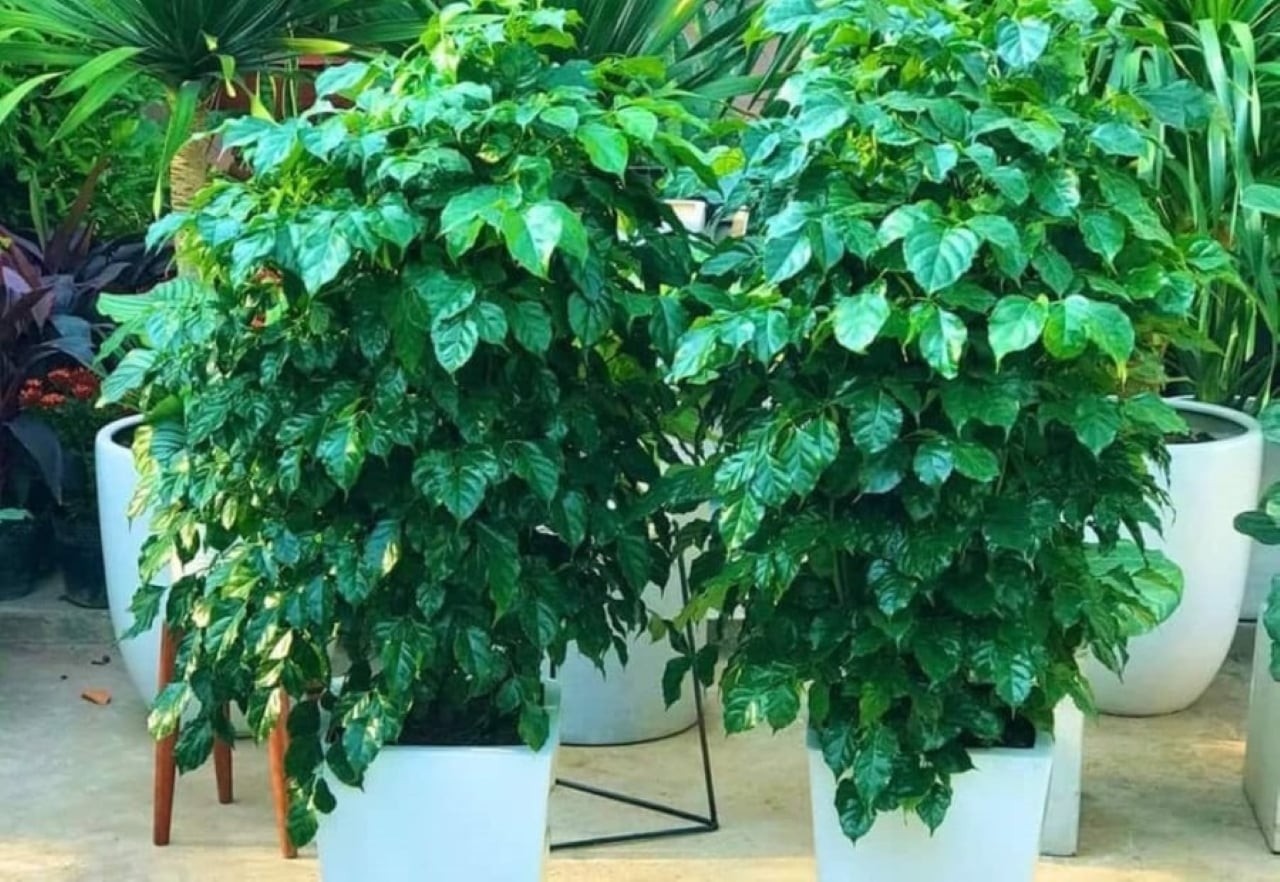 Cây hạnh phúc – Gieo sinh khí, tăng năng lượng tích cực cho gia đình.