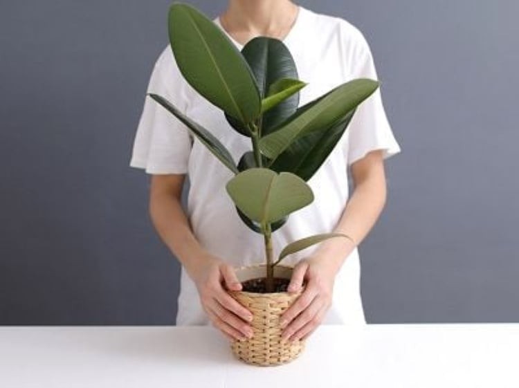 Cây đa búp đỏ phong thuỷ tượng trưng cho hạnh phúc, may mắn, giúp gia đình hòa thuận, mọi việc thuận lợi, cuộc sống bình an và êm ấm.