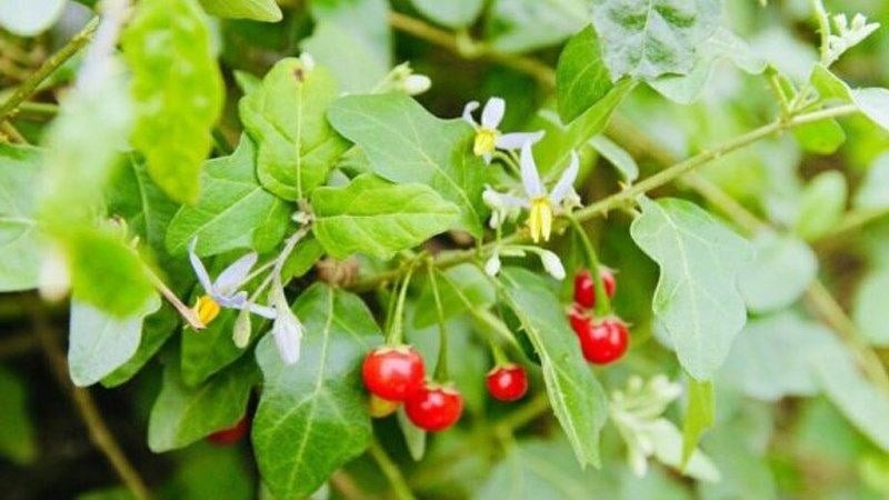 9-tac-dung-tuyet-voi-cua-ca-gai-leo-doi-voi-suc-khoe-1-800x450