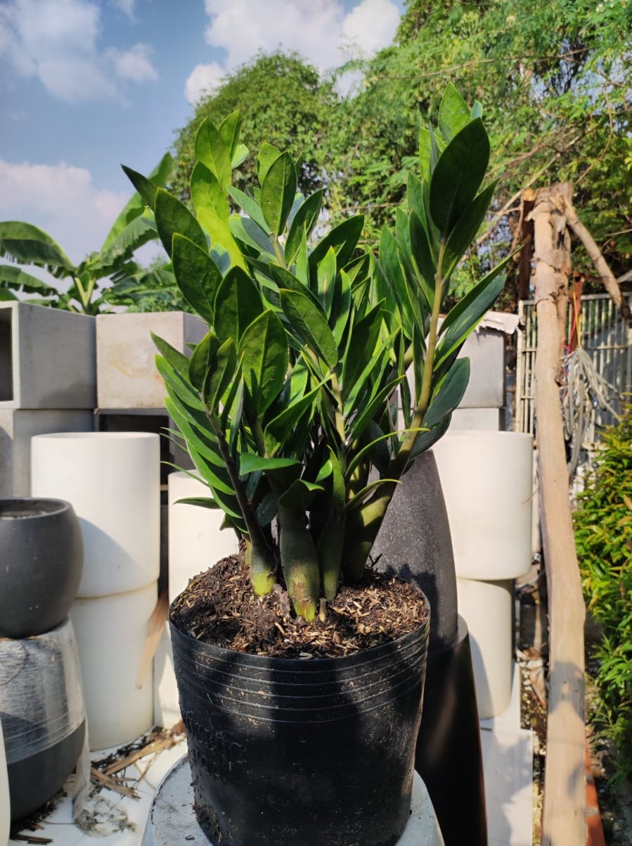 5 loại cây trong nhà cứ nở hoa tài lộc sắp đến