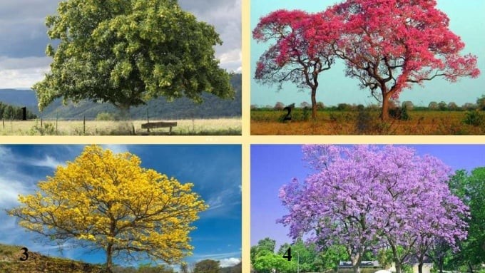 Hãy chọn 1 cái cây nhé!