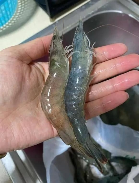 Tôm sông sinh sống chủ yếu trong các con sông, hồ nước ngọt, nơi nguồn nước và thức ăn có thể bị ô nhiễm cao hơn.