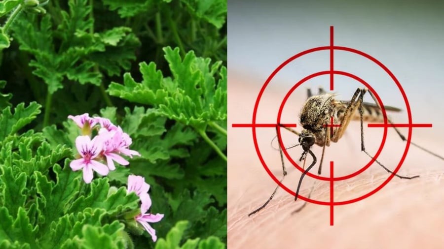 Cây phong lữ hoa hồng có mùi thơm cam chanh, có tác dụng đuổi muỗi rất tốt.