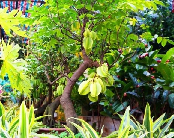 Theo quan niệm, cây khế đặt ở góc vườn sau giúp gia đình duy trì sự ổn định, tích lũy phúc khí và hướng đến sự thịnh vượng lâu dài. 