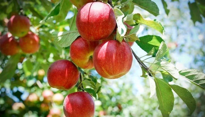 Táo là loại quả được khuyên nên ăn hàng ngày vì nhiều lợi ích sức khỏe, nhưng không tránh được việc vi nhựa xâm nhập vào cơ thể. 