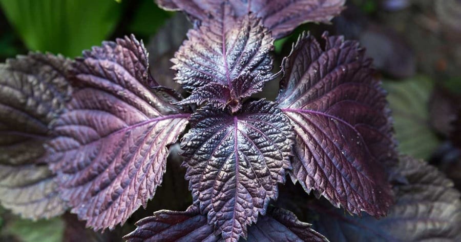 Người hay bị cảm lạnh, sức đề kháng kém

