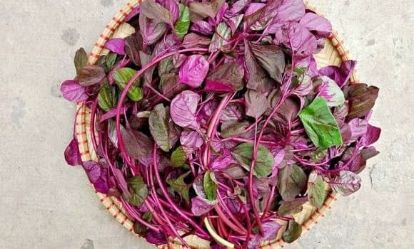 Rau dền phát triển rất nhanh nên ít bị sâu bệnh phá hoại.