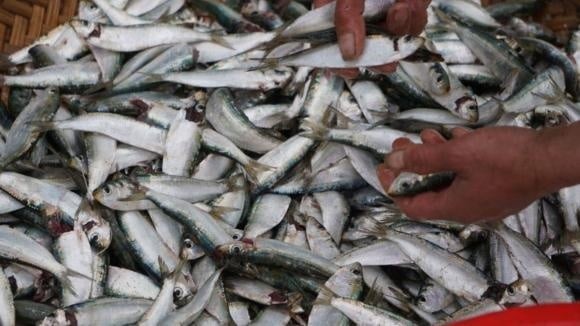 Cá trích – loại cá nhỏ bán theo rổ ở chợ – thực sự là “kho báu” omega-3, vitamin D và canxi.