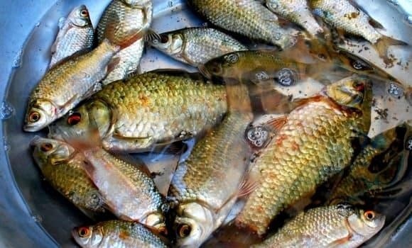 Cá diếc (còn gọi là tức ngư) từ lâu được xem là loại cá “trường thọ”, thậm chí được ví bổ ngang nhân sâm nhờ giá trị dinh dưỡng cao và nhiều lợi ích cho sức khỏe.