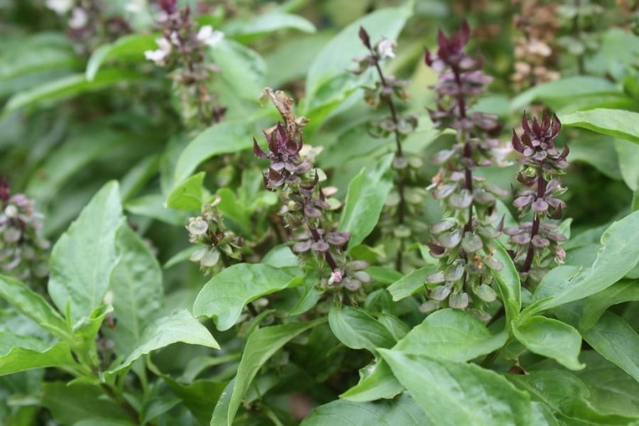 Cây rau húng quế