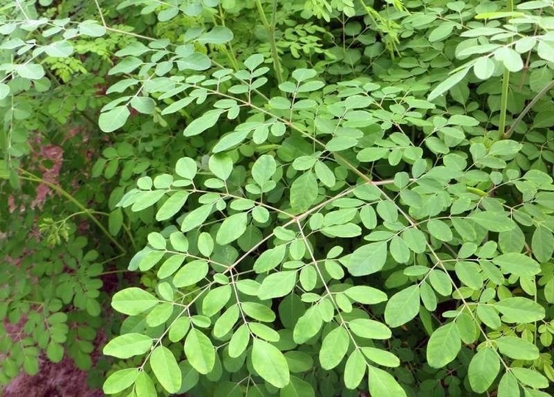 Loại rau bổ ngang tổ yến, canxi gấp 4 lần sữa, mọc đầy hàng rào nhiều người nhổ đi