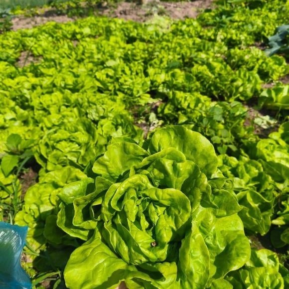 Trong đó, rau xà lách đứng vị trí thứ 7, được đánh giá cao nhờ giàu vitamin, khoáng chất và dễ chế biến. Không chỉ là loại rau ăn sống phổ biến, xà lách còn có thể luộc, xào hoặc làm nước ép, mang lại sự đa dạng trong bữa ăn lành mạnh.

