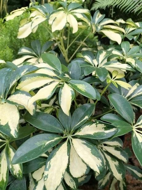 Ngũ gia bì gây ấn tượng với tán lá xòe như bàn tay, xanh quanh năm và dễ thích nghi với môi trường sống trong nhà