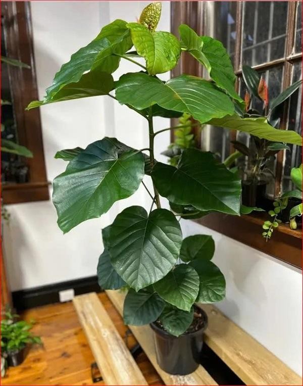 Với những chiếc lá to, xanh bóng và hình dáng gần giống trái tim, loại cây này thường được gắn với ý nghĩa về tình cảm và sự gắn kết
