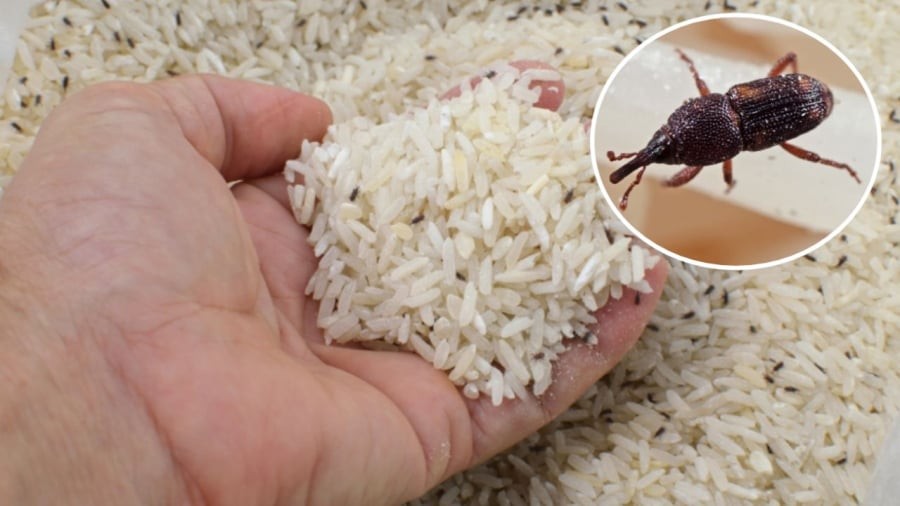 Bạn có thể đặt vài củ tỏi hoặc vài túi hạt tiêu trong thùng gạo để xua đuổi mọt.