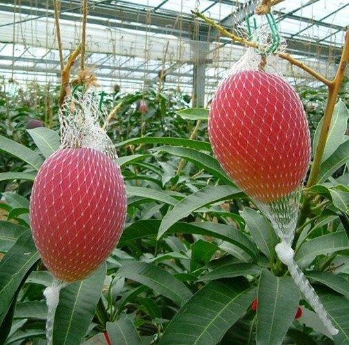 Mô hình trồng xoài Miyazaki tại Việt Nam đòi hỏi kỹ thuật cao và chi phí đầu tư lớn.