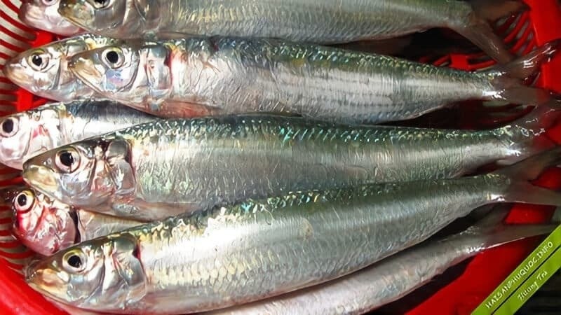 Cá trích có kích thước nhỏ hơn cá thu nhưng giá trị dinh dưỡng không kém. 