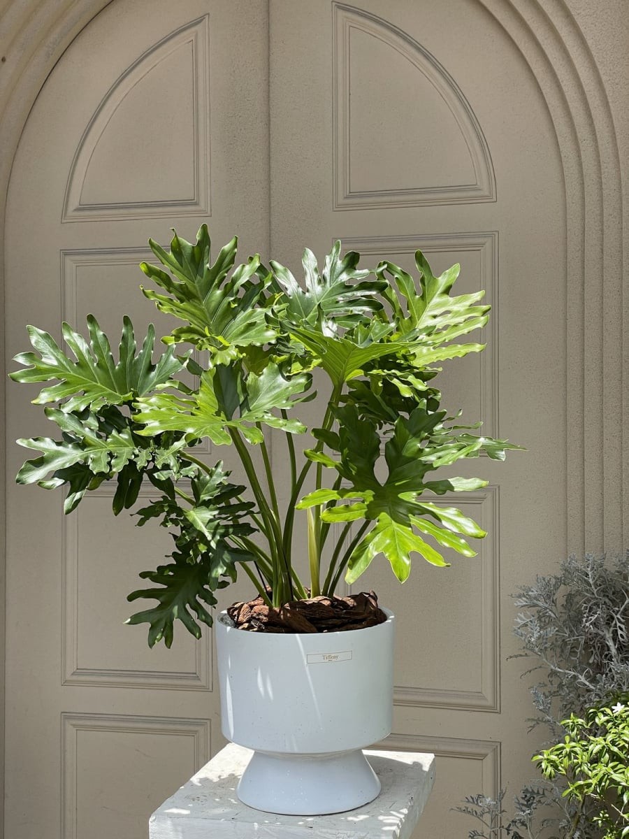 e35596baa22088a05f27201f33bb5f44