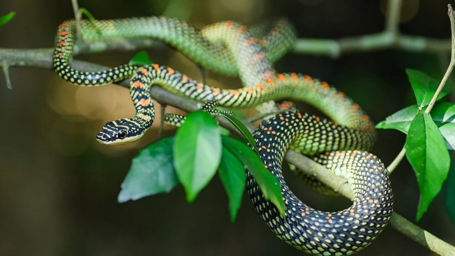 Để ngăn chặn rắn vào nhà, bạn có thể trồng một số loại cây để làm hàng rào trước nhà.