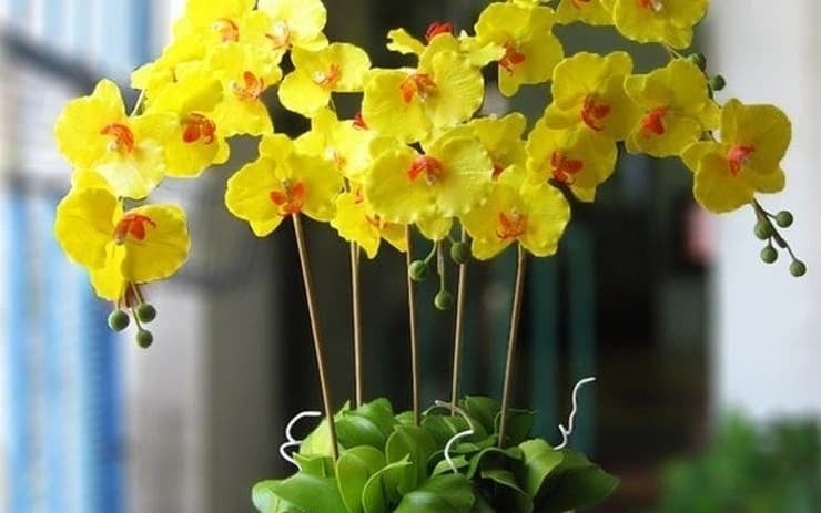 Hoa lan được xem là một trong những loài hoa đẹp và sang trọng bậc nhất, nổi bật với vẻ tinh tế, quyến rũ và đa dạng về màu sắc, hình dáng. 