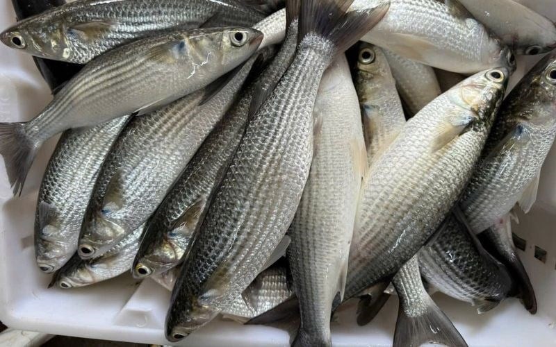 ca-doi-la-ca-gi-co-bao-nhieu-loai-gia-bao-nhieu-lam-mon-gi-tipsnote-800x500-5