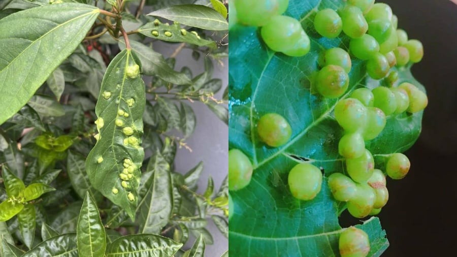 Lá sung có nốt sần vẫn có thể ăn như bình thường.