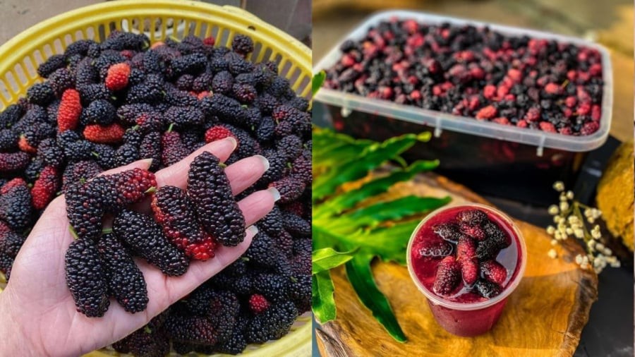 Sau khi ngâm 2-3 ngày, bạn có thể lấy dâu tằm ra để pha nước uống.