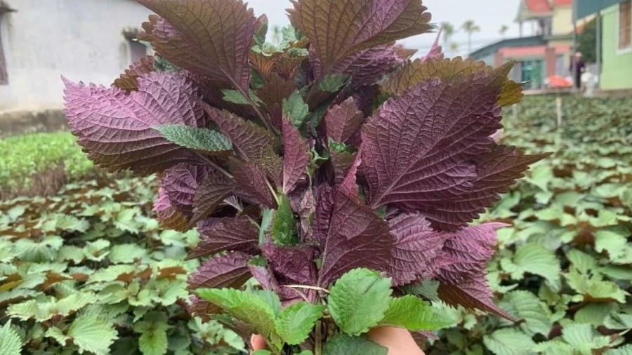 Lá tía tô mang lại nhiều lợi ích cho sức khỏe nhưng không phải ai cũng nên ăn loại lá này.