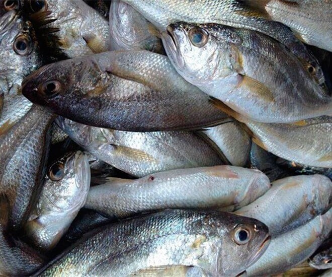Cá lù đù từng là loại cá phổ biến, gắn liền với đời sống ngư dân ven biển