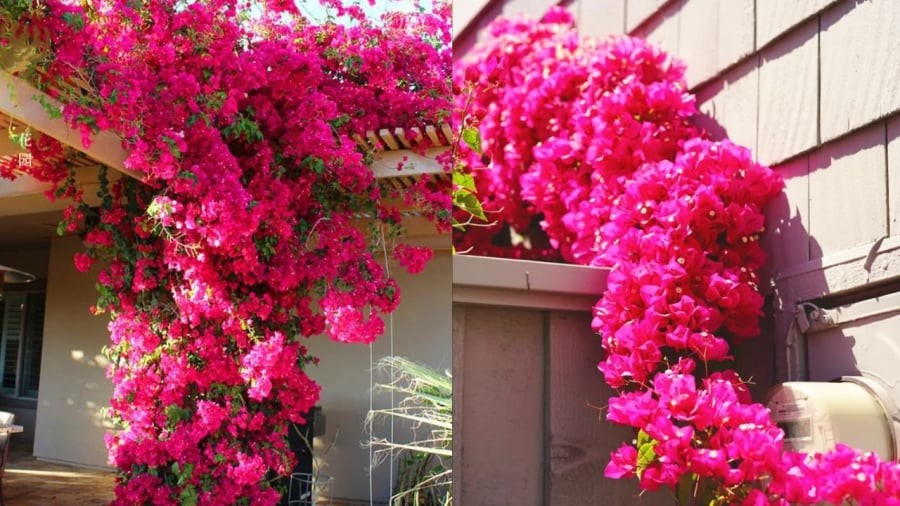 Bạn có thể dùng nước giấm pha loãng để tưới cho cây hoa giấy, giúp tạo môi trường có tính axit nhẹ để cây phát triển thuận lợi, ra nhiều hoa hơn.