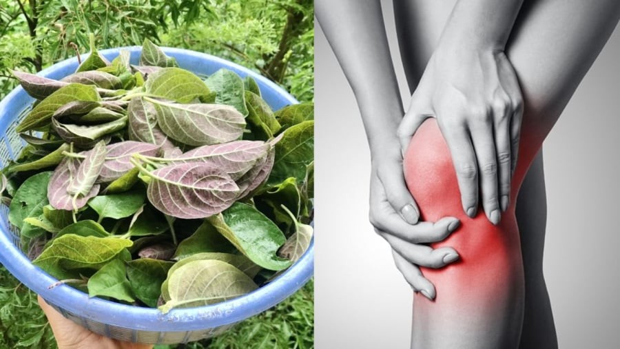 Sử dụng lá mơ lông một cách hợp lý có thể giúp giảm đau xương khớp.