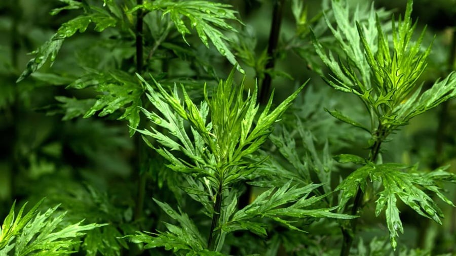 Người xưa trồng ngải cứu trước nhà với niềm tin xua đuổi âm hàn, tà khí.