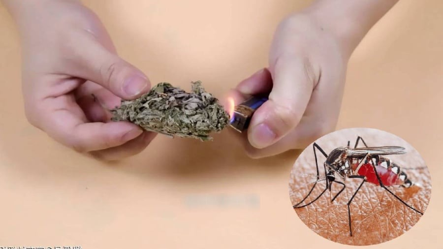 Xông nhà bằng ngải cứu khô vừa có tác dụng làm sạch không khí, vừa giúp đuổi muỗi.