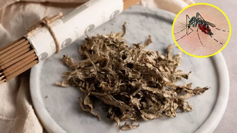 Có nhiều cách sử dụng ngải cứu khác nhau để đuổi muỗi.