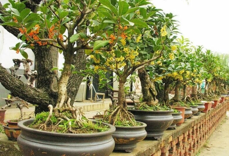 Loại cây hợp cả 5 mệnh, trồng nhà nào nhà đấy lộc về đều tay