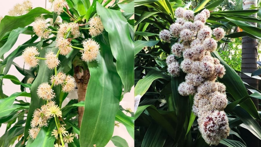 Cây thiết mộc lan là một trong những loại cây có thể trồng trước cửa nhà.