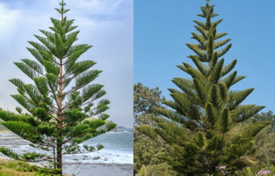 Cây bách với thân thẳng và lá xanh quanh năm thường xuất hiện ở những khu vực linh thiêng.
