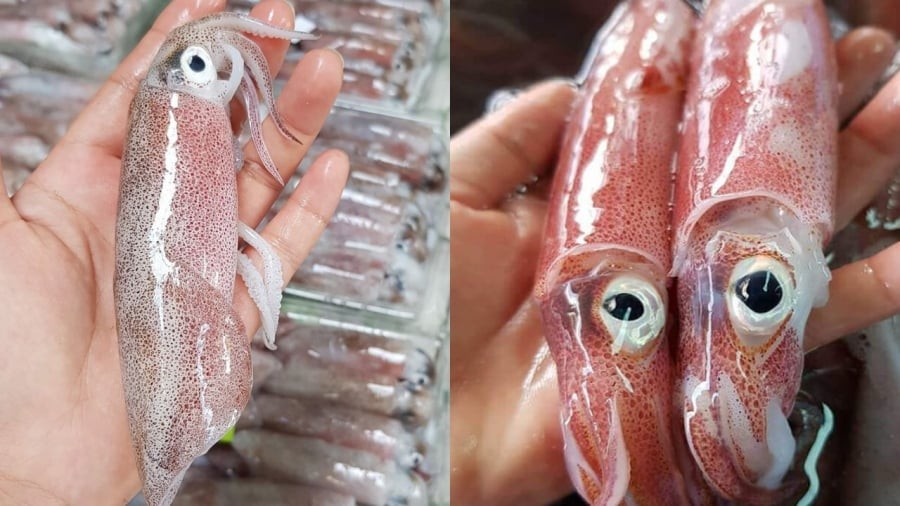 Khi mua mực, bạn nên chọn loại có thân trong, đàn hồi tốt, mắt sáng.